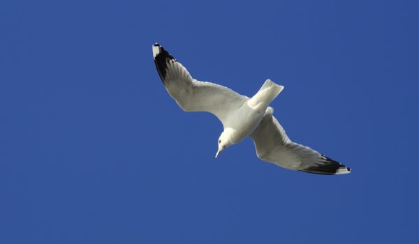 mouette
