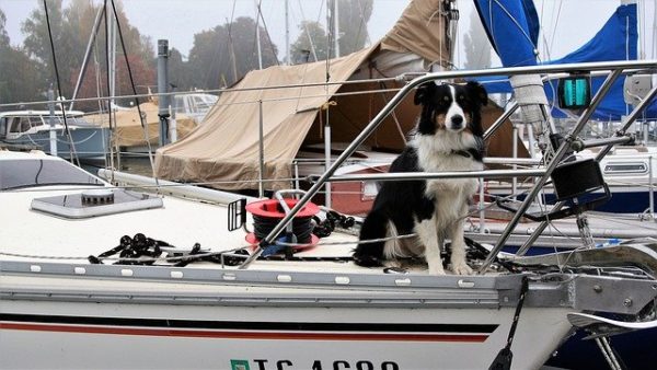 chien sur un bateau