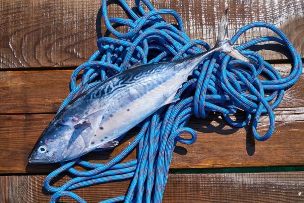poisson frais bateau