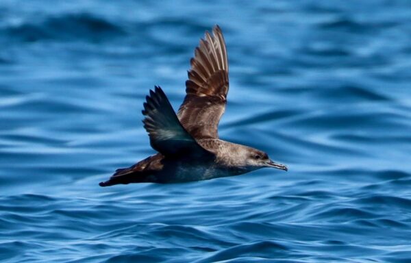 Puffin des baléares