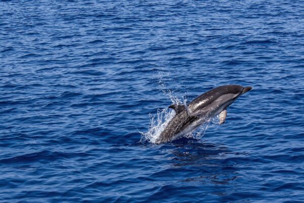 dauphins jouant dans l'eau
