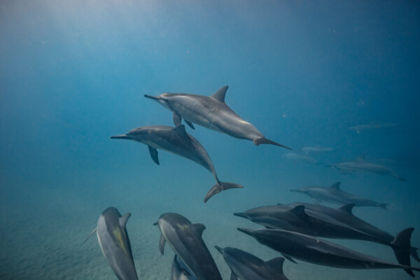 dauphins